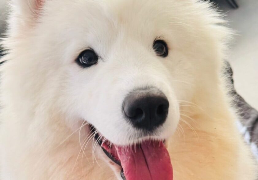 うめちゃん　サモエド (1)