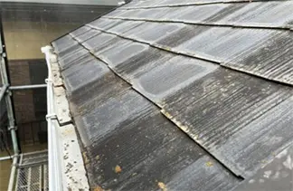 屋根にカビやコケが生えている