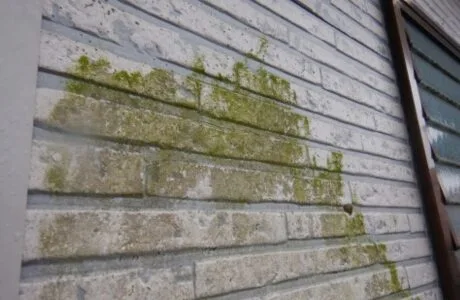 苔やカビの発生